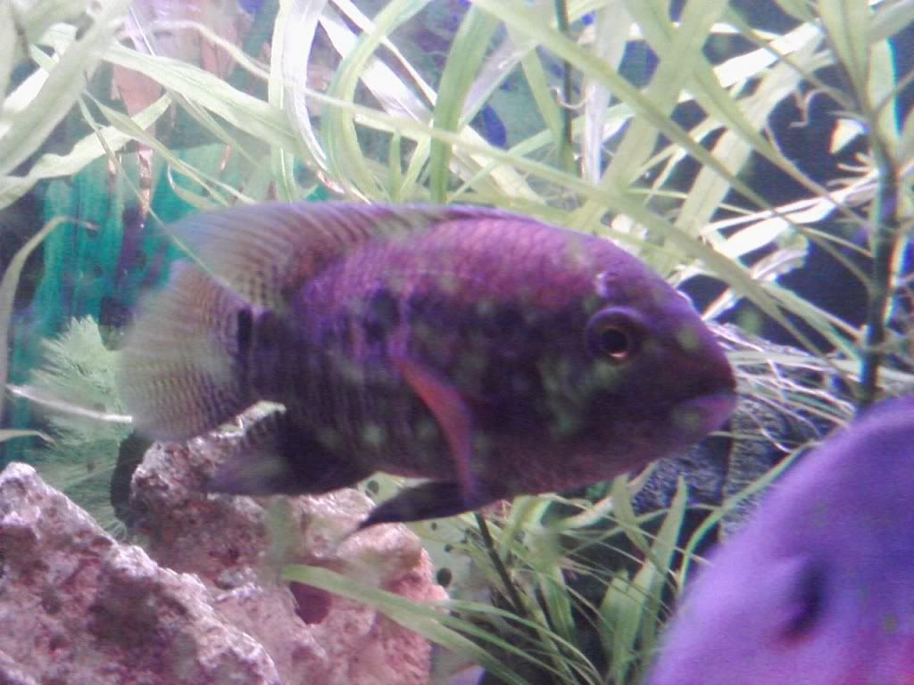 Acara Cichlid