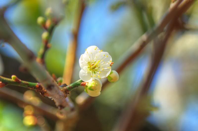 從 A 50 mm f2.8 Macro 看梅花