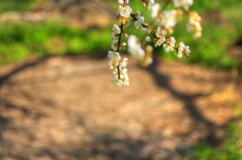 從 A 50 mm f2.8 Macro 看梅花
