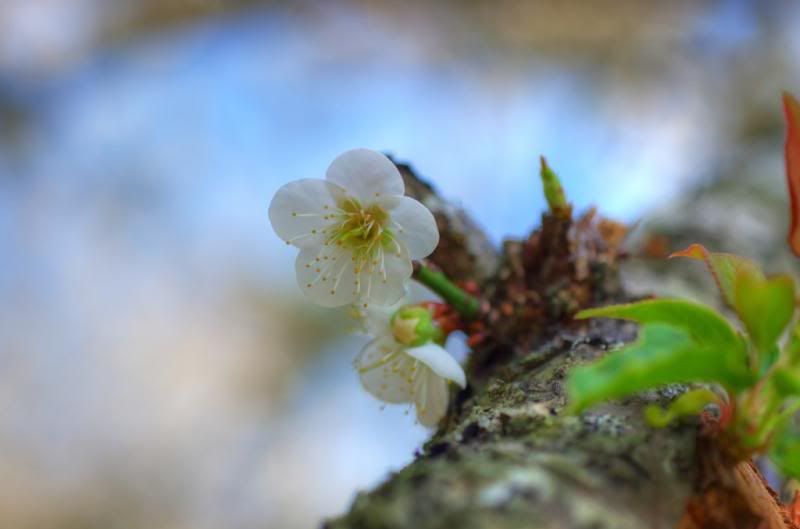 從 A 50 mm f2.8 Macro 看梅花