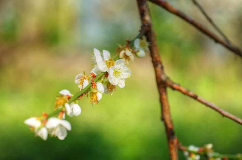 從 A 50 mm f2.8 Macro 看梅花