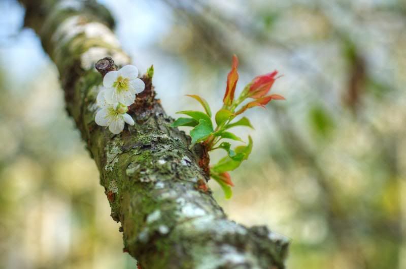 從 A 50 mm f2.8 Macro 看梅花