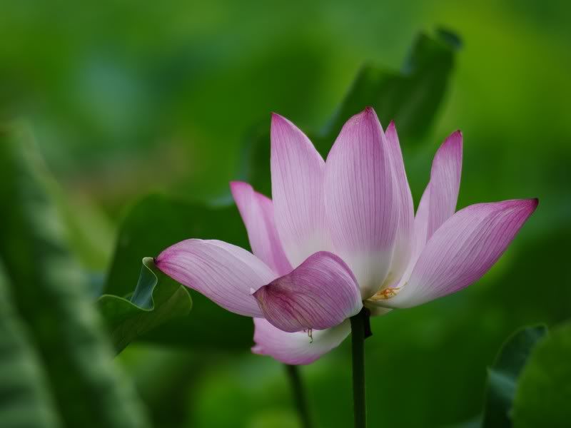 中部拍荷秘境, Vivitar series 1 第三代 70-210 mm 的第一次