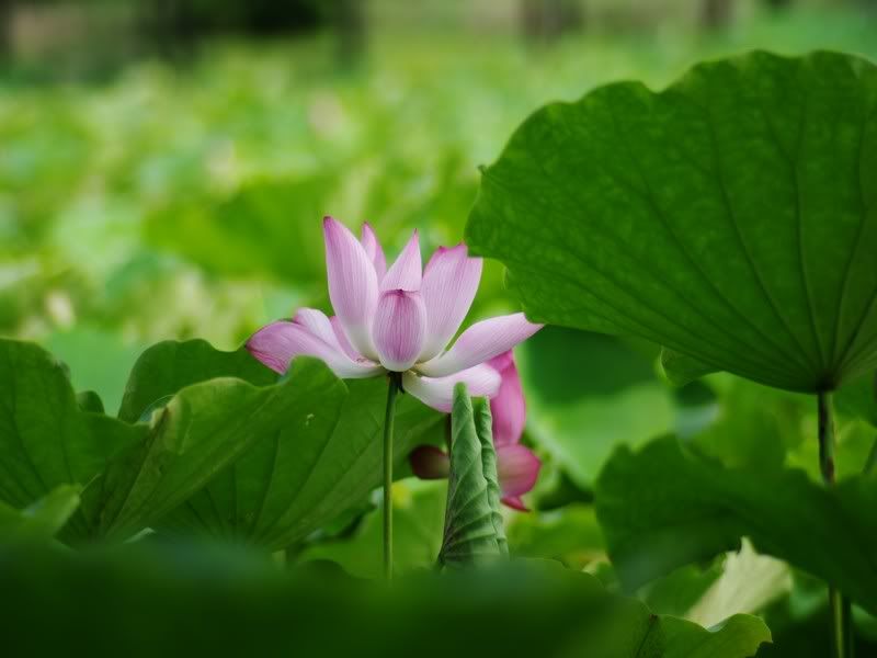 中部拍荷秘境, Vivitar series 1 第三代 70-210 mm 的第一次