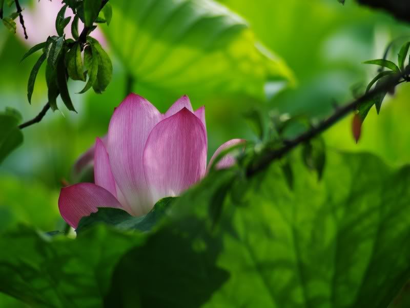 中部拍荷秘境, Vivitar series 1 第三代 70-210 mm 的第一次