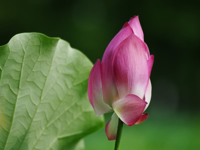 中部拍荷秘境, Vivitar series 1 第三代 70-210 mm 的第一次