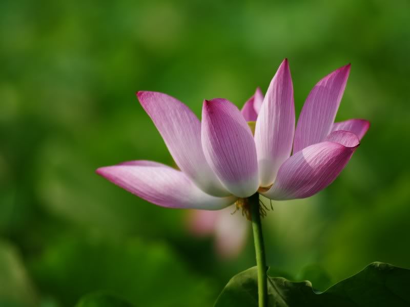 中部拍荷秘境, Vivitar series 1 第三代 70-210 mm 的第一次