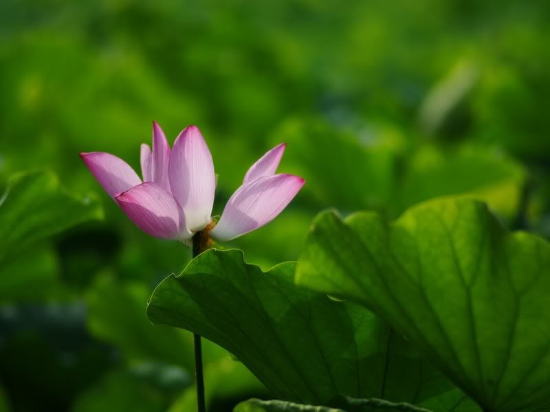 中部拍荷秘境, Vivitar series 1 第三代 70-210 mm 的第一次