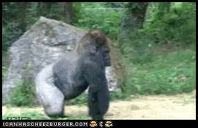 funny-animal-gifs-animal-gifs-screw-this-im-outta-here-1.gif