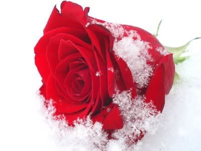 ROSES IN SNOW Pictures, Images and Photos