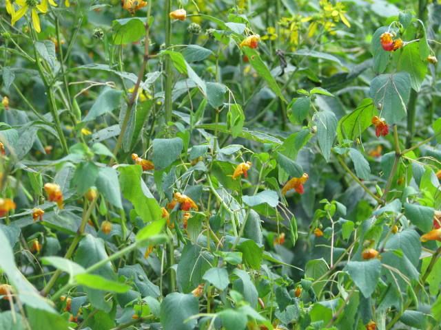 Jewelweed Pictures, Images and Photos