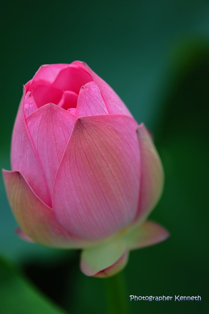 http://i754.photobucket.com/albums/xx185/Louise_Kenneth/Flower/21-5-2011/DSC_1610.jpg