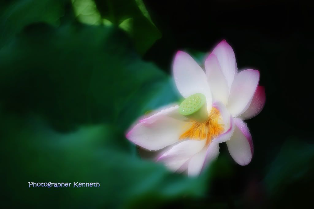 http://i754.photobucket.com/albums/xx185/Louise_Kenneth/Flower/21-5-2011/DSC_1777.jpg