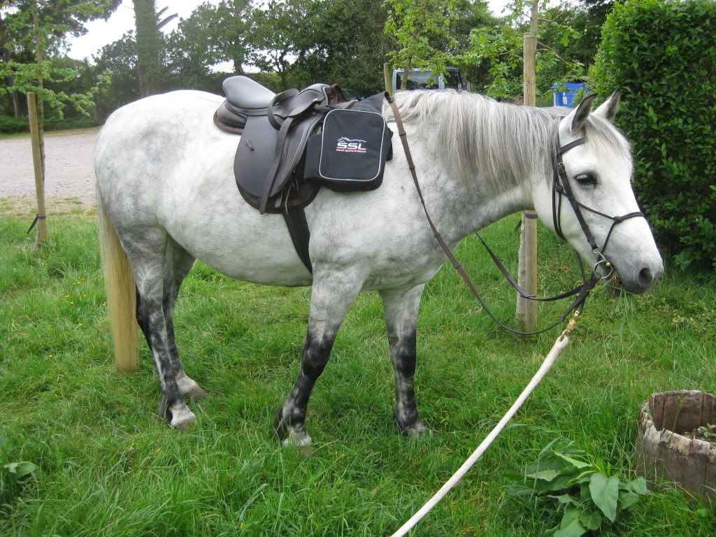 shires saddle panniers